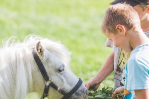 Die Natur als Spiel- und Entwicklungsraum für Kinder 