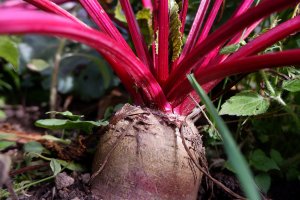 Bauerngarten am Lärchhof Südtirol 