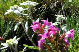 Faszination Naturfotografie in Südtirol
