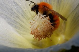 Lebensraum Natur - das Insektenhotel 